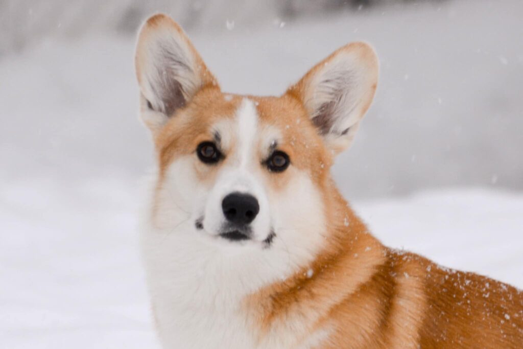 Billy - U Are Iron Star's Legend des Contamines - Photo Vicky Fontaine @ Cadwyn Corgis